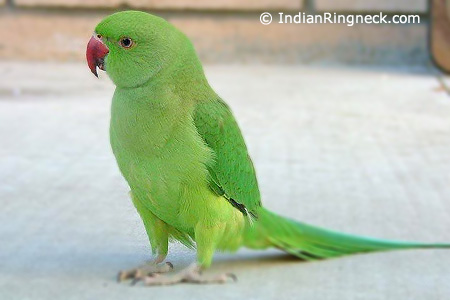 Violet Indian Ringneck - Everything Birds Online