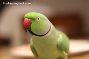 ringnecks-eating3