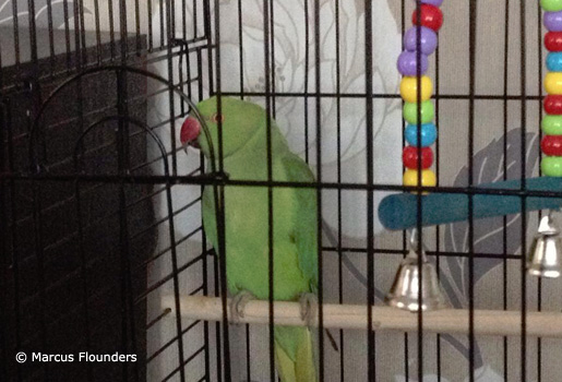 Green-Indian-Ringneck-In-Black-Cage1