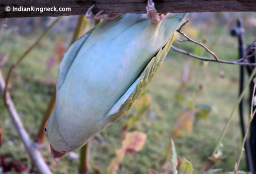 Indian-Ringneck-Devri-1