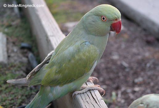 Indian-Ringneck-Devri-2