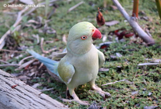 Indian-Ringneck-Devri-4