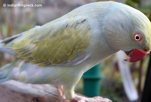 Indian-Ringneck-Devri-5