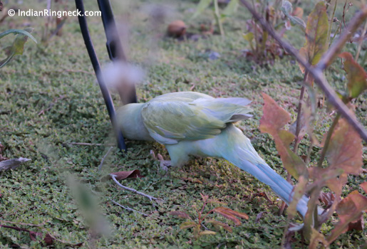 Indian-Ringneck-Devri-6