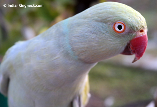 Indian-Ringneck-Devri