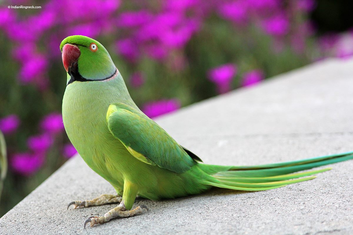 Indian Ringnecks - IndianRingneck.com