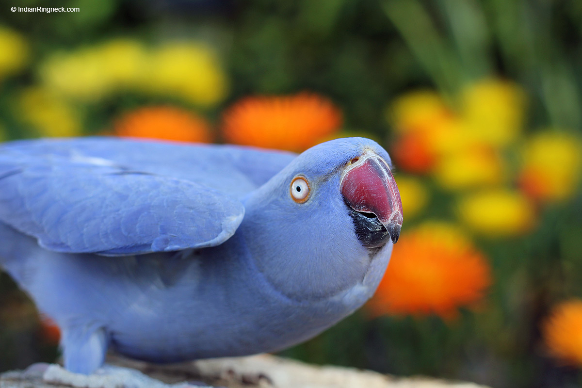 IndianRingneck.com – Learn About Your Feathered Family Member!