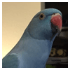 blue-ringneck-bluffing