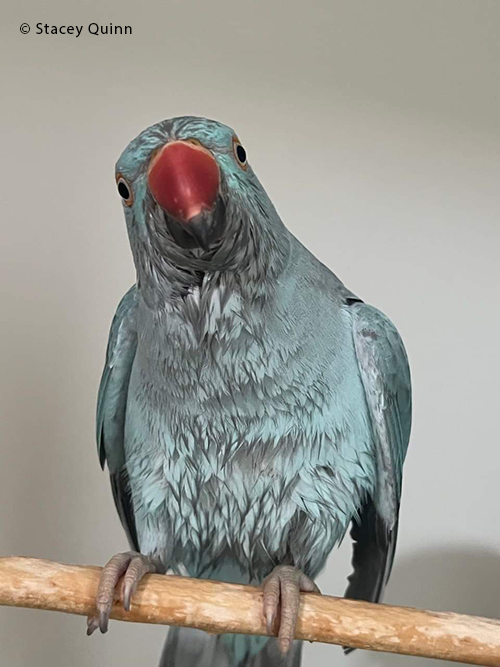 Indian Ringneck Parrots