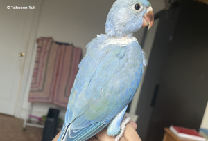 Read more about the article Determining the Sex of a Young Indian Ringneck