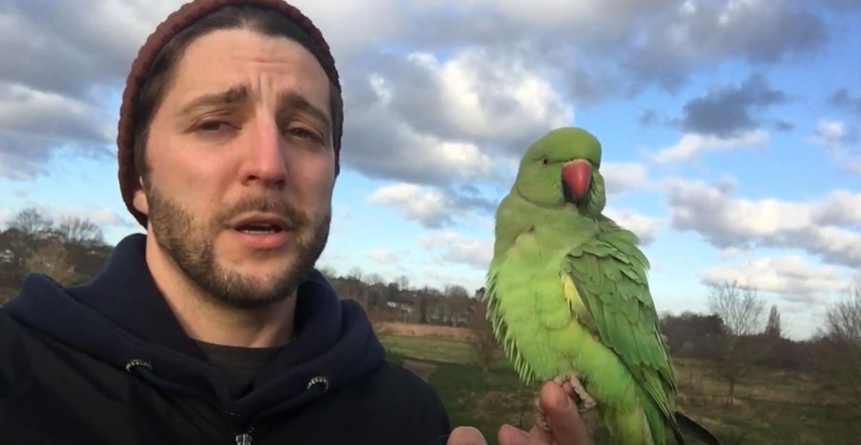 You are currently viewing Free-flying Indian Ringneck Parakeets
