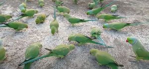 Read more about the article Indian Ringneck Flocking Behavior