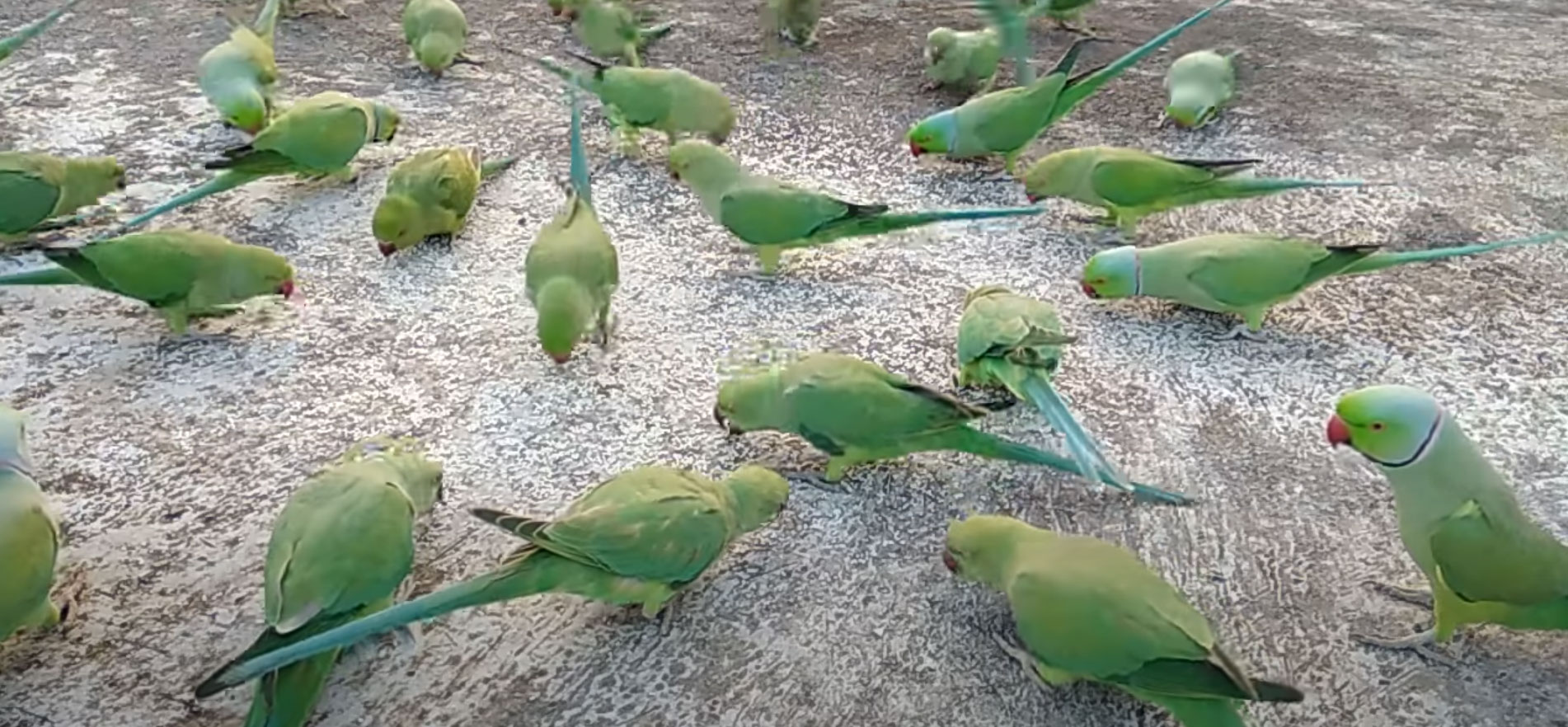 Read more about the article Indian Ringneck Flocking Behavior