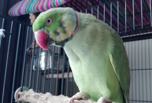 Read more about the article Indian Ringneck Will Not Return To Cage