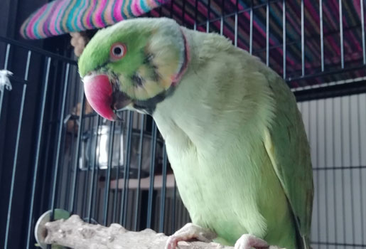 Read more about the article Indian Ringneck Will Not Return To Cage
