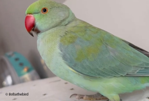 Read more about the article Am I Feeding My Indian Ringneck Correctly?