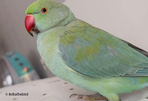 Read more about the article Am I Feeding My Indian Ringneck Correctly?