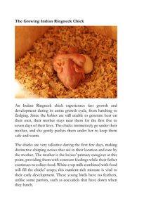 Babies-Indian-Ringneck