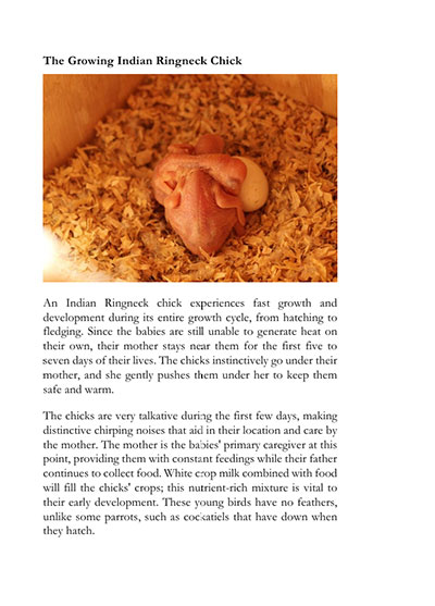 Babies-Indian-Ringneck