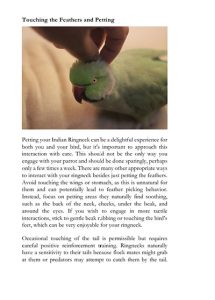 Petting-Indian-Ringneck