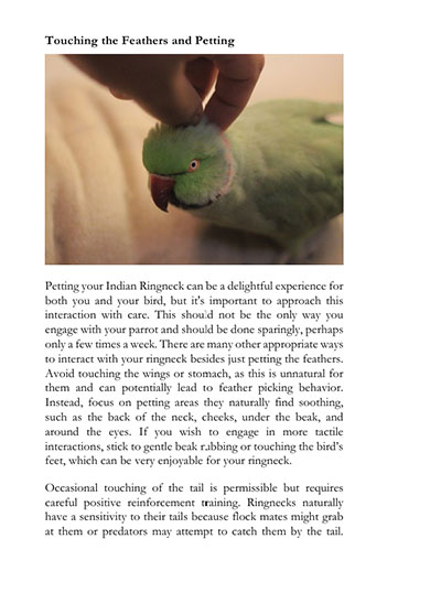 Petting-Indian-Ringneck