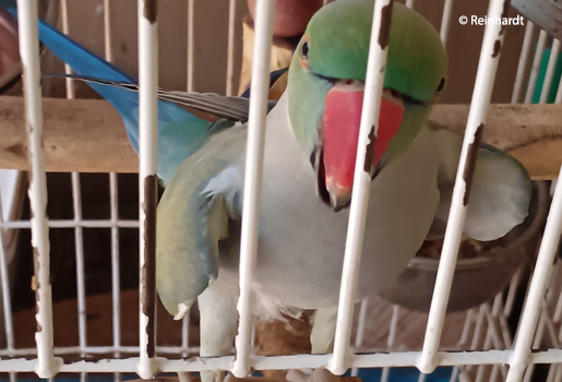 turquoise-indian-ringneck-taming